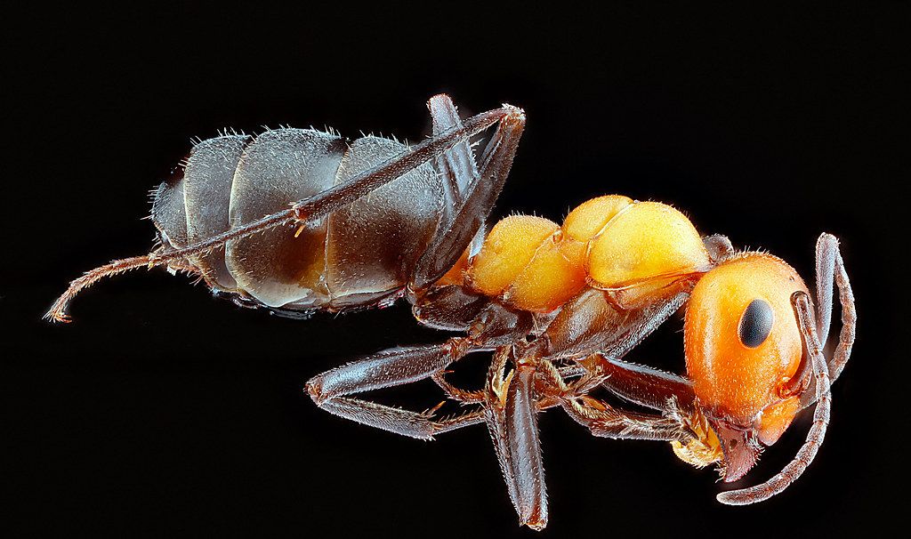 Ant Control service in Taunton, MA