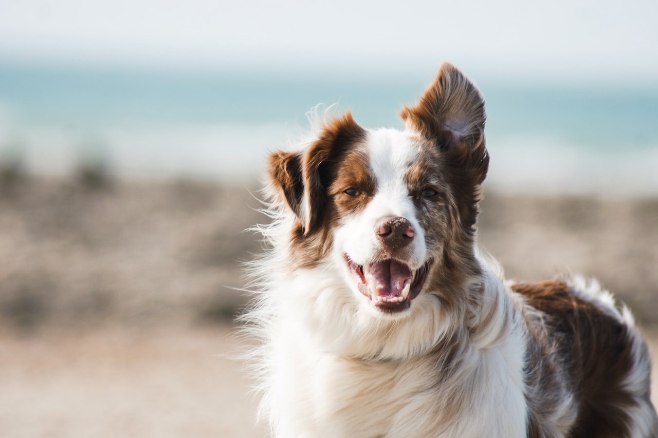 Flea & Tick Control service in Taunton, MA