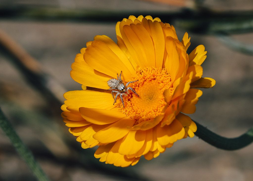 Spider Control service in Taunton, MA